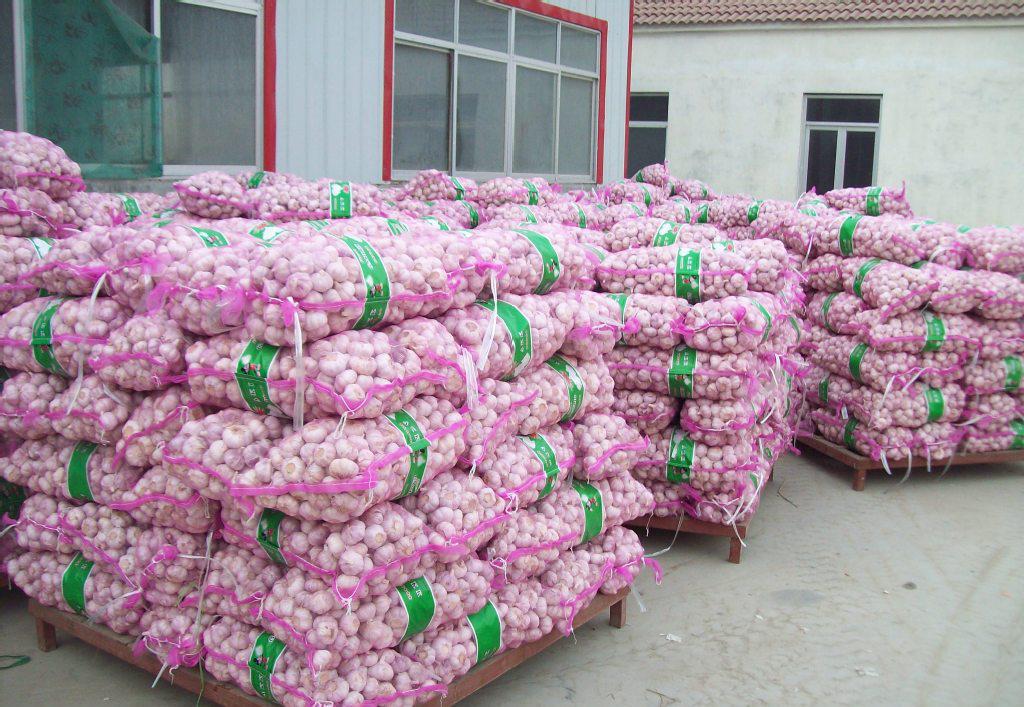 專業(yè)大蒜加工與進出口服務，工廠直供，規(guī)格齊全